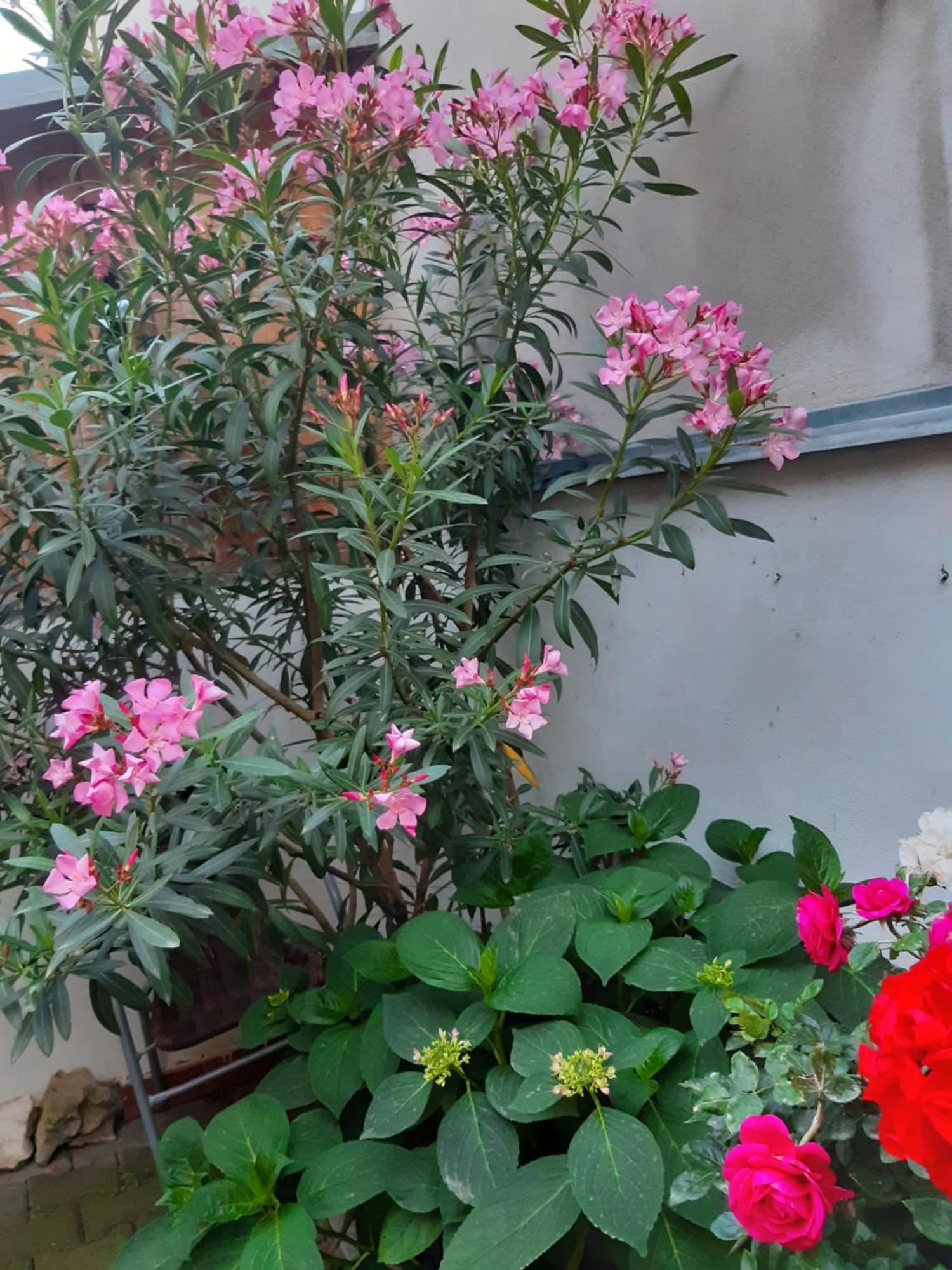 Apartament U Pani Malirky Valtice Zewnętrze zdjęcie